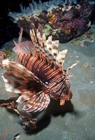 Lionfish at Daedalus Reef Fine Art Print