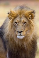 Male Lion at Africat Project, Namibia Fine Art Print