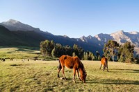 Horse herd grazing, Arkwasiye, Highlands of Ethiopia Fine Art Print