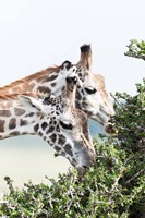 Maasai Giraffe, Maasai Mara Game Reserve, Kenya Fine Art Print