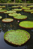Mauritius, Botanical Garden, Giant Water Lily flowers Fine Art Print