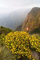 Yellow flowers, Semien Mountains National Park, Ethiopia Fine Art Print