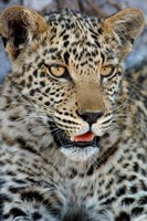 Leopard Female Cub, Savuti Channal, Linyanti Area, Botswana Fine Art Print
