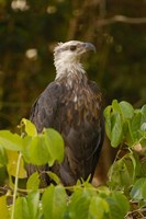 Madagascar fish eagle, Ankarafantsika Nature Reserve Fine Art Print