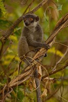 Mongoose lemur wildlife, Ankarafantsika, MADAGASCAR Fine Art Print