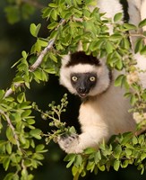 Madagascar. Verreaux's sifaka hanging in tree. Fine Art Print