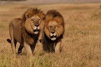 Lions, Duba Pride Males, Duba Plains, Okavango Delta, Botswana Fine Art Print