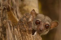 Milne-Edwards sifaka primate, Ankarafantsika, Madagascar Fine Art Print