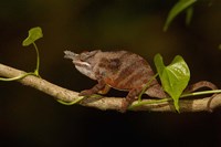 Lesser chameleon lizard, crop fields. MADAGASCAR Fine Art Print