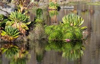 Plants of the water's edge, Mount Kenya National Park, Kenya Fine Art Print