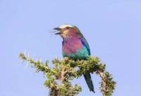 Lilac-breasted Roller with a walking stick insect, Serengeti, Tanzania Fine Art Print