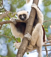 Madagascar, Sifaka lemur wildlife in tree Fine Art Print