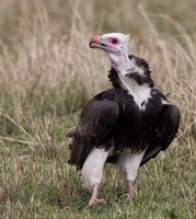 Kenya. White-headed vulture standing in grass. Fine Art Print