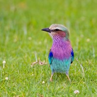 Kenya. Lilac-breasted Roller bird, Lake Naivasha Fine Art Print