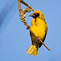 Masked Weaver bird, Drakensberg, South Africa Fine Art Print