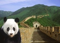 Panda at the Great Wall of China Fine Art Print