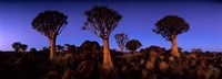 Namibia, Keetmanshoop, Quiver Tree, Kokerboomwoud Fine Art Print