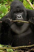 Gorilla chewing, Volcanoes National Park, Rwanda Fine Art Print