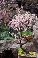 Pink spring blooms on tree, Yu Yuan Gardens, Shanghai, China by Cindy Miller Hopkins - various sizes