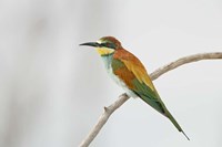 Portrait of Eurasian Bee-Eater on Tree Limb, Lake Manyara, Tanzania Fine Art Print