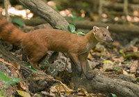 N. Ringtail Mongoose wildlife, Ankarana NP, Madagascar Fine Art Print