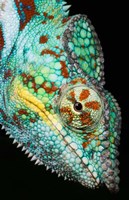 Panther Chameleon, Western Madagascar Fine Art Print