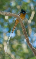 Paradise-Flycatcher bird, Ankarafantsika, Madagascar Fine Art Print