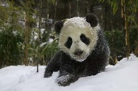 Panda Cub on Tree in Snow, Wolong, Sichuan, China Fine Art Print