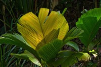 Palm Flora on Praslin Island, Seychelles Fine Art Print