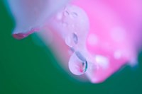 Petals with Drops of Rain Fine Art Print