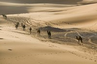 MOROCCO, Tafilalt, Camel Caravan, Erg Chebbi Dunes Fine Art Print