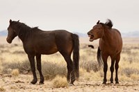 Namibia, Aus. Two wild horses on the Namib Desert. by Jaynes Gallery - various sizes