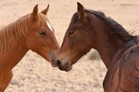 Namibia, Garub. Pair of feral horses Fine Art Print