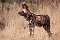 Namibia, Harnas Wildlife, African dog wildlife Fine Art Print