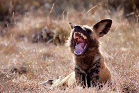 Namibia, Harnas Wildlife, African wild dog wildlife Fine Art Print