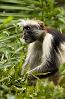 Red Colobus Monkey, Volcanoes NF, Rwanda Fine Art Print