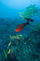 Mozambique, Guinjata Bay, Jangamo Beach, Tropical fish Fine Art Print