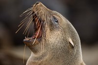 Namibia, Cape Cross Seal Reserve. Close up of Southern Fur Seal Fine Art Print