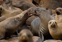 Namibia, Cape Cross Seal Reserve. Group of Southern Fur Seal Fine Art Print