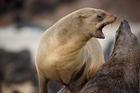 Namibia, Cape Cross Seal Reserve. Southern Fur Seals Fine Art Print