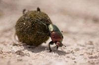 Namibia, Etosha NP, Dung Beetle insect Fine Art Print