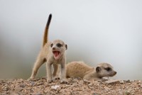 Namibia, Keetmanshoop, Meerkat, mongoose, Namib Desert Fine Art Print