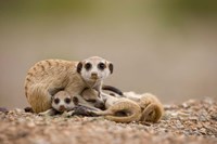 Namibia, Keetmanshoop, Meerkats, Namib Desert Fine Art Print