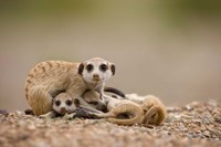 Namibia, Keetmanshoop, Meerkats, Namib Desert Fine Art Print