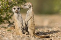 Namibia, Keetmanshoop, Namib Desert, Pair of Meerkats Fine Art Print