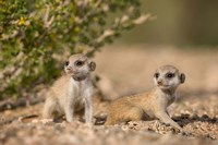 Namibia, Keetmanshoop, Namib Desert, Meerkats lying Fine Art Print