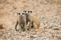 Namibia, Keetmanshoop, Meerkat, Namib Desert, Mongoose Fine Art Print