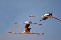 Namibia, Skeleton Coast, Lesser Flamingo tropical birds Fine Art Print