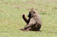 Olive Baboon, Papio anubis, Maasai Mara, Kenya. Fine Art Print