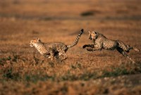 Pair of cheetahs running, Maasai Mara, Kenya Fine Art Print